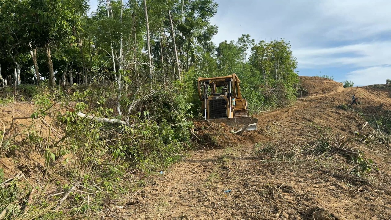 CAT D6R XL Bulldozer Restores the Perfection of Overgrown Plantation Roads