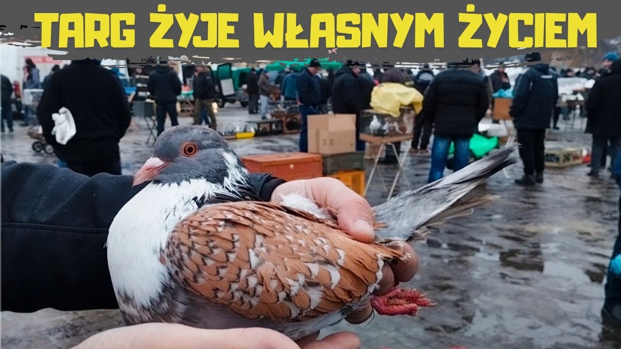 Giełda Zwierząt Lublin 07.02.2026 Gołębie Indyki Kaczki Kr&oacute;liki Kury Koguty Rybki Akwariowe Papugi 