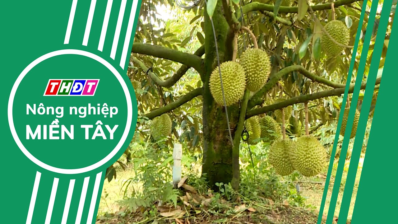 Đồng Tháp: Nâng chất mã số vùng trồng sầu riêng | Nông nghiệp Miền Tây