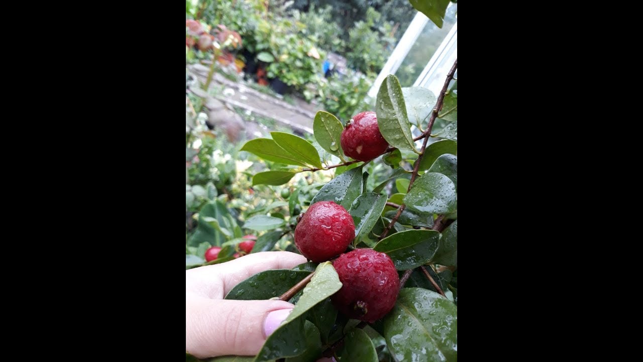 Psidium cattleianum - purpureum  (JAHODOV&Yacute; STROMEK)