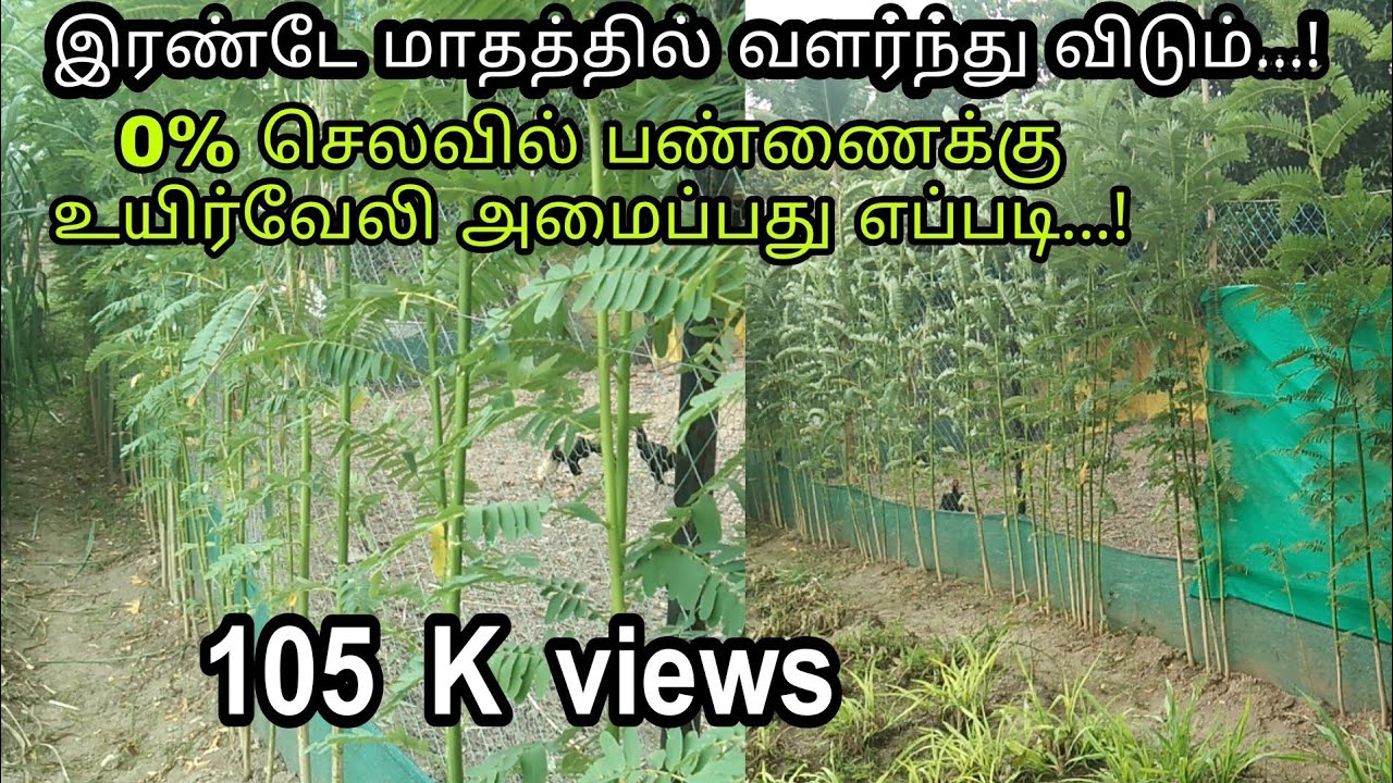 பண்ணையைச் சுற்றி உயிர் வேலி இரண்டே மாதத்தில் நீங்களும் அமைக்கலாம்/ uyir veli in tamil #Prasanthfarms