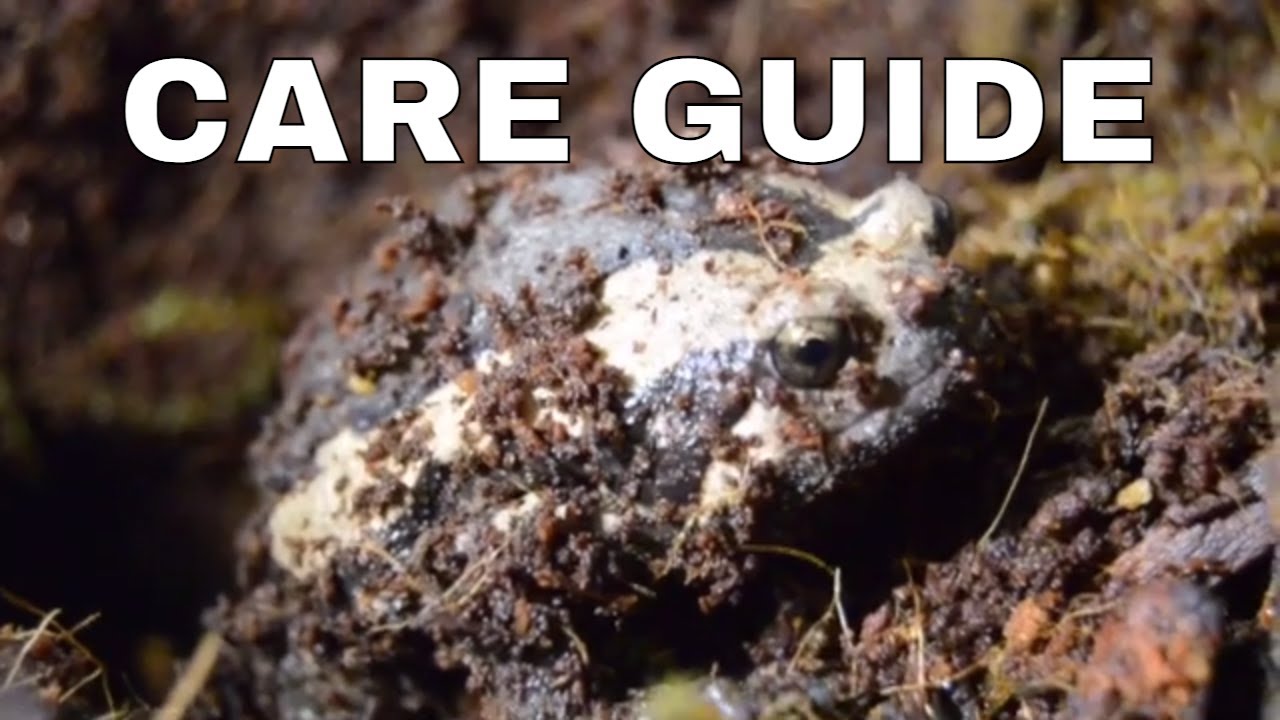 Basic Chubby Frog Care Guide