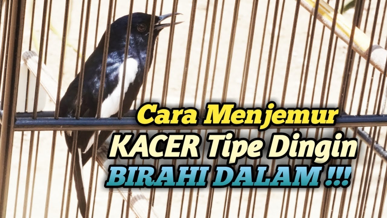 CARA MENJEMUR KACER TIPE DINGIN BIRAHI DALAM