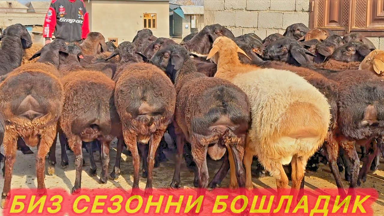 СУРХОНДАРЁ БАРАКАЛИ ХИСОРИ ҚЎЧҚОРЛАРИ