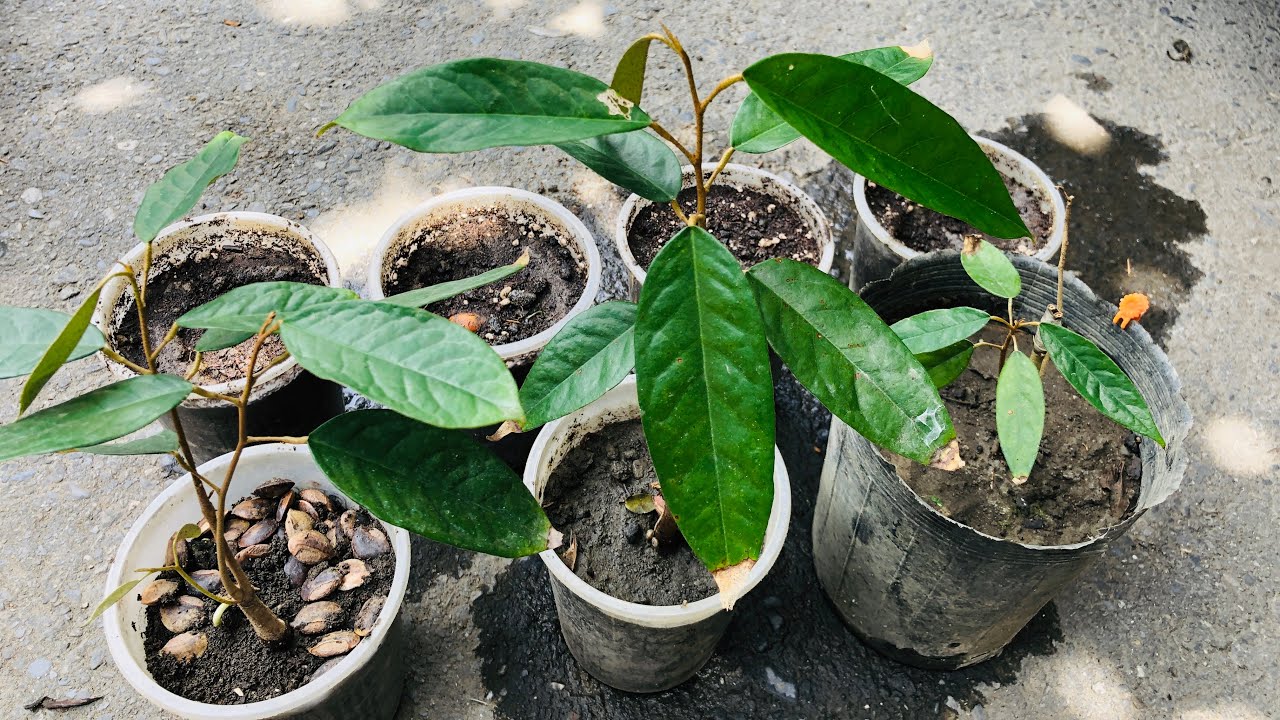 「榴槤籽種實生苗」為嫁接做準備。