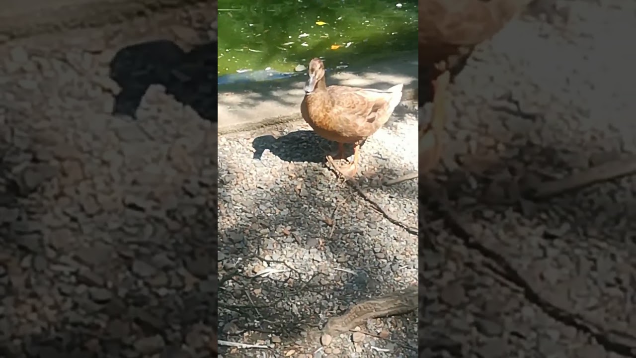 Graznidos patunos junto al estanque.