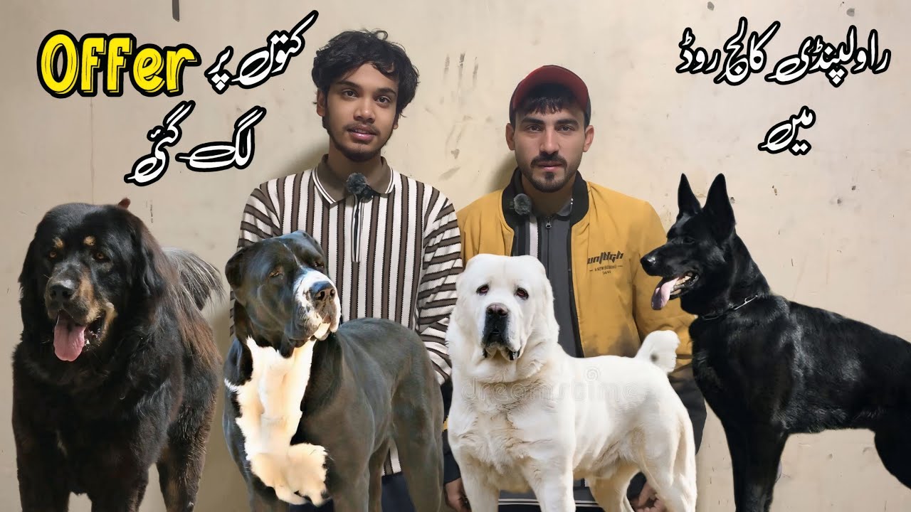 Rawalpindi College Road | Offer On Best Dogs | Shahzain Animals Vlogs