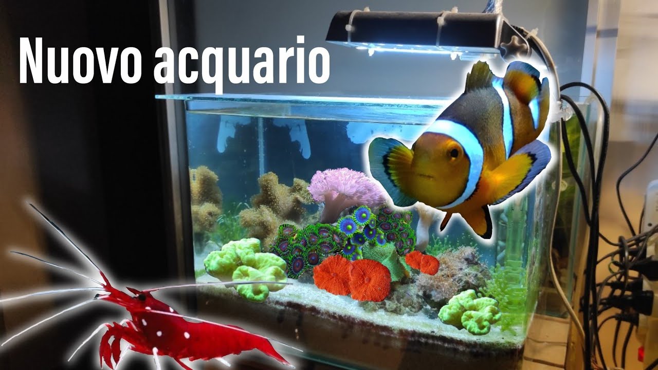 Un NUOVO ACQUARIO MARINO - DSB a gestione naturale