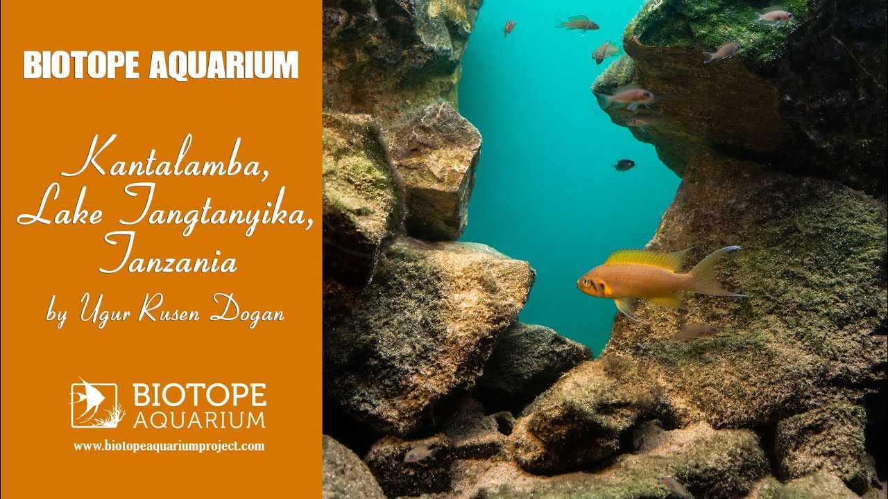 Intermediate Rocky Habitat, Kantalamba, Lake Tanganyika, Tanzania. #BAC2020 @ Uğur Ruşen Doğan
