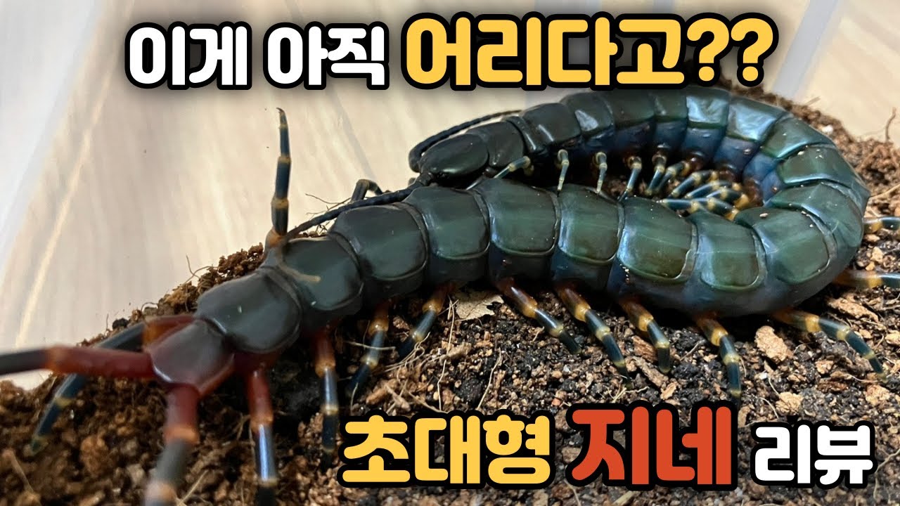 아직 어린 대왕지네! 블랙 기간티아(Scolopendra gigantea 