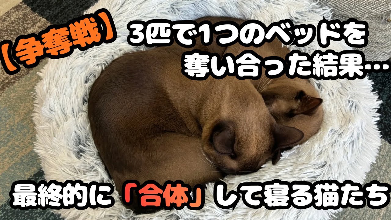 猫ベッド新調