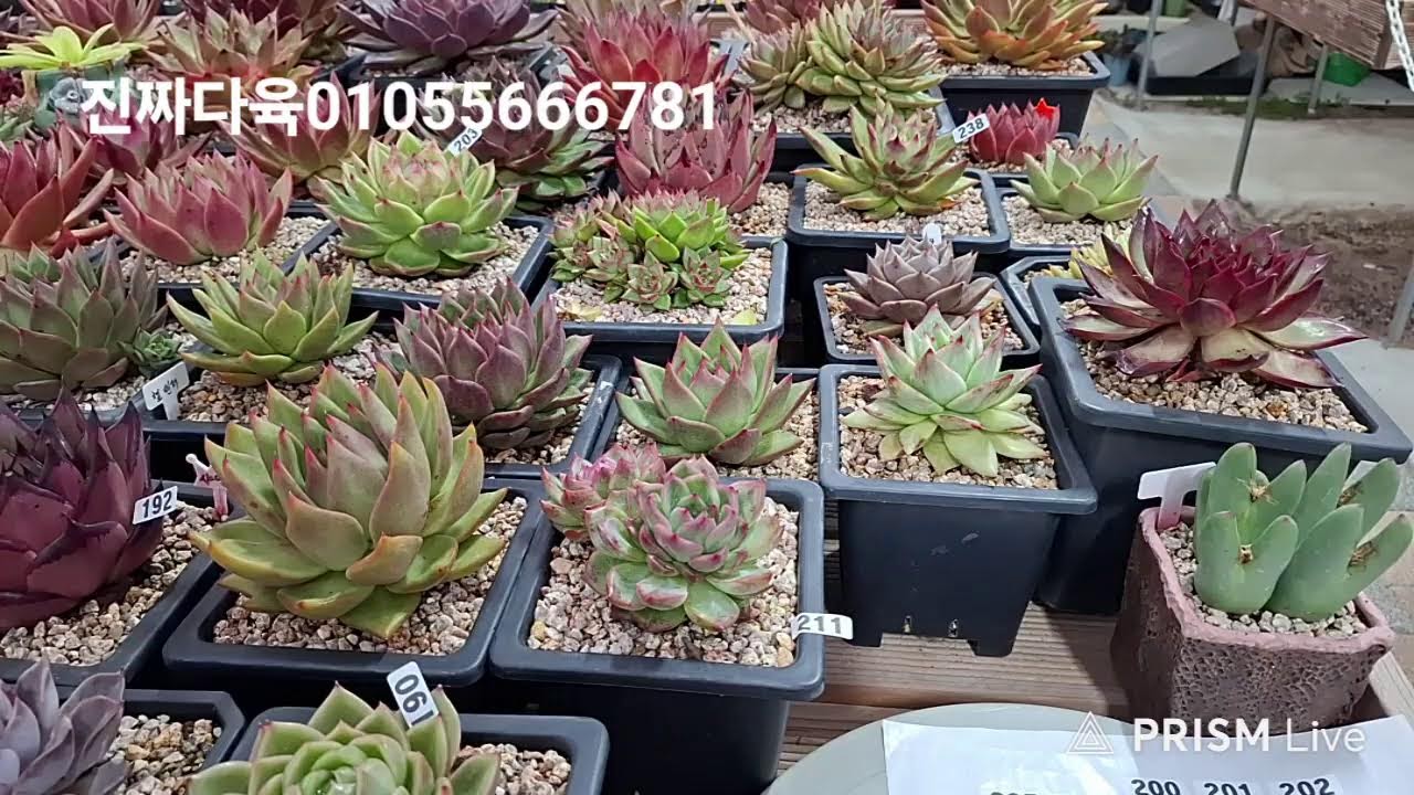 진짜다육 라이브 방송