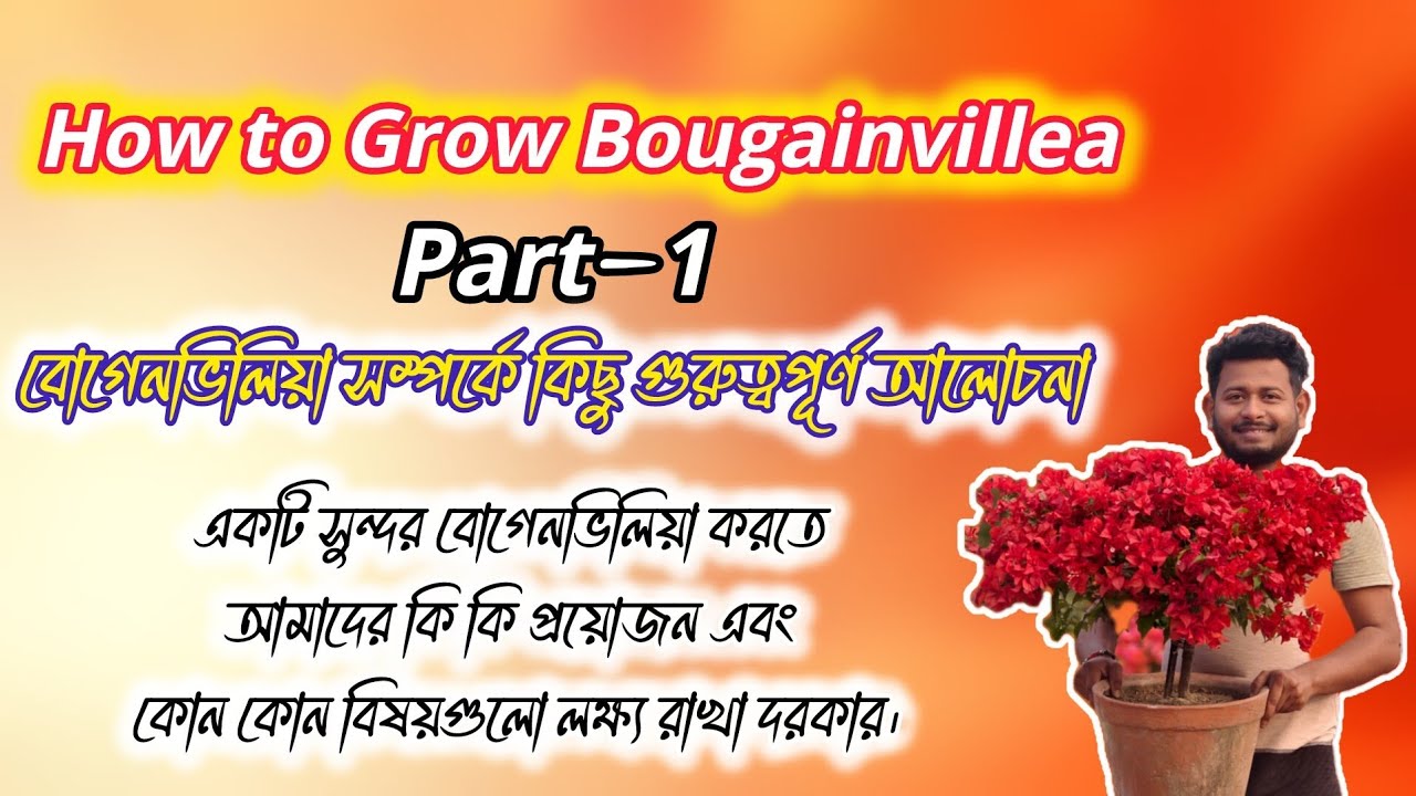 How to grow Bougainvillea Part-1 |বোগেনভিলিয়া বা বাগানবিলাস সম্পর্কে কিছু গুরুত্বপূর্ণ আলোচনা।