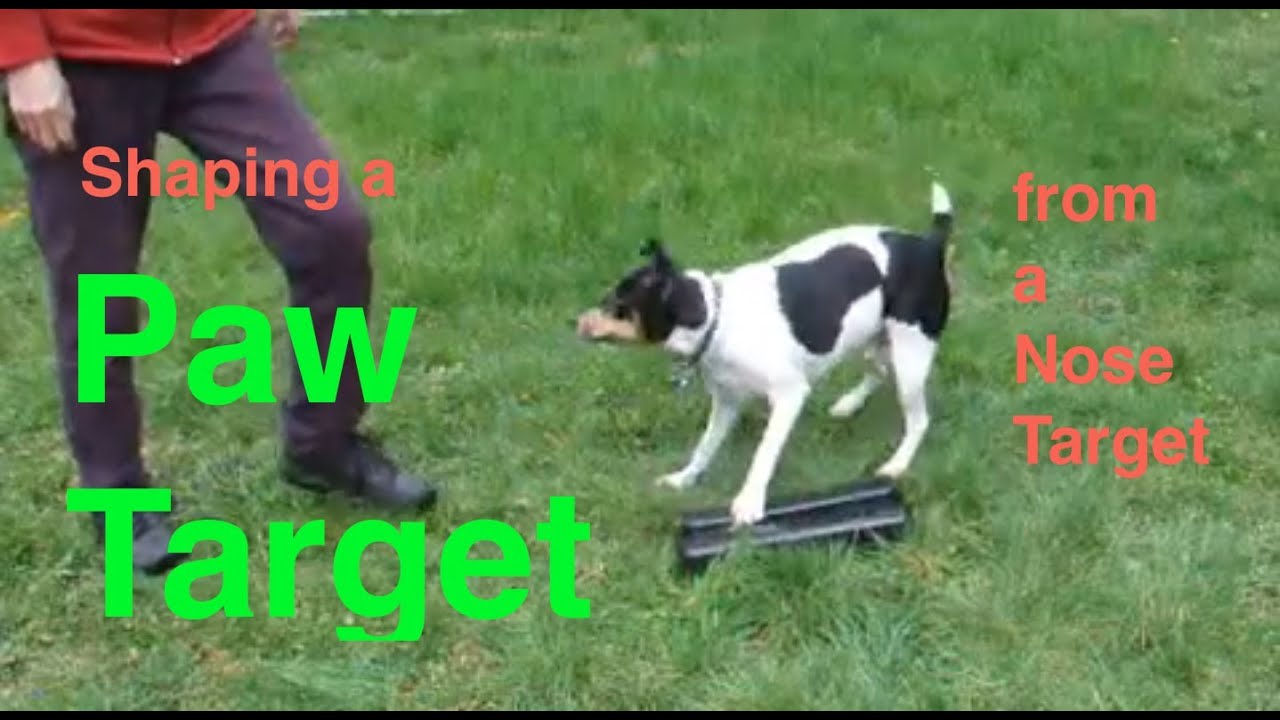 Clicker Training a Paw Target from a Nose Target for Treibball with a Dog