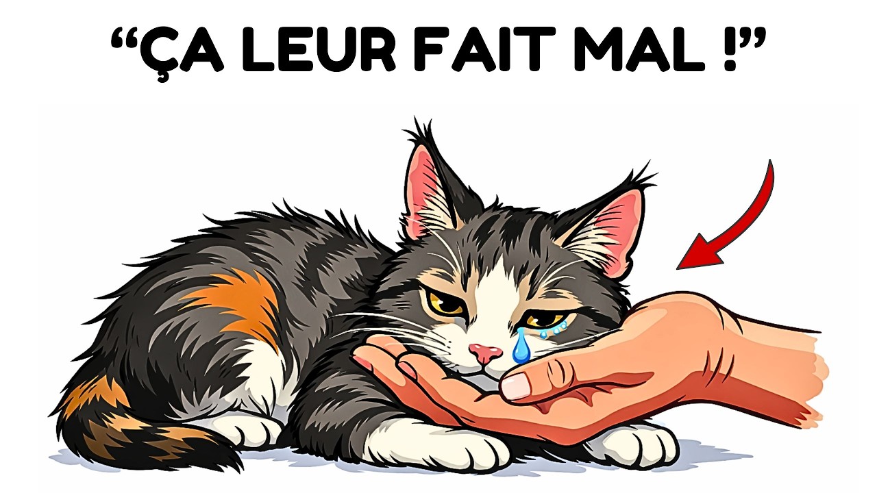 20 erreurs que les propriétaires de chats font… et qui blessent leur chat sans le savoir 😿