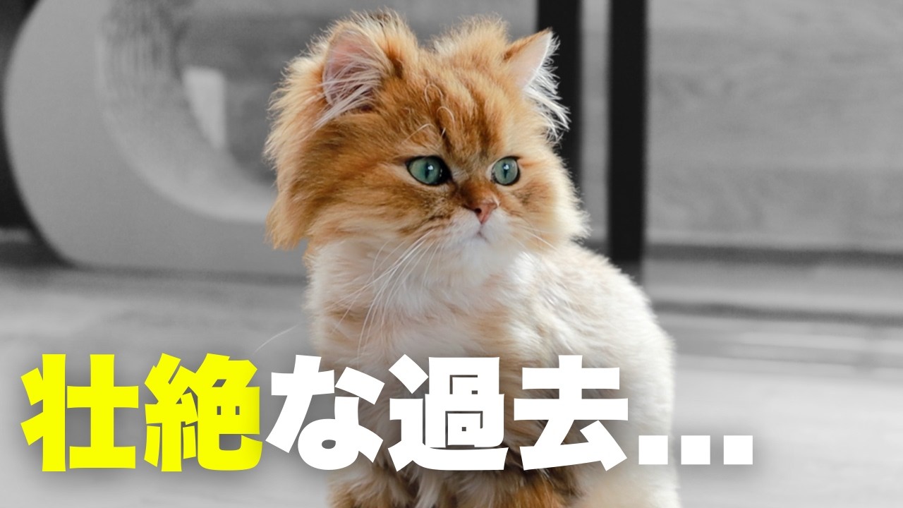 【捨て猫】多頭飼育崩壊・飼育放棄…人間に裏切られた猫たちが、それでも“人を信じる”ための場所とは？【保護猫カフェ】