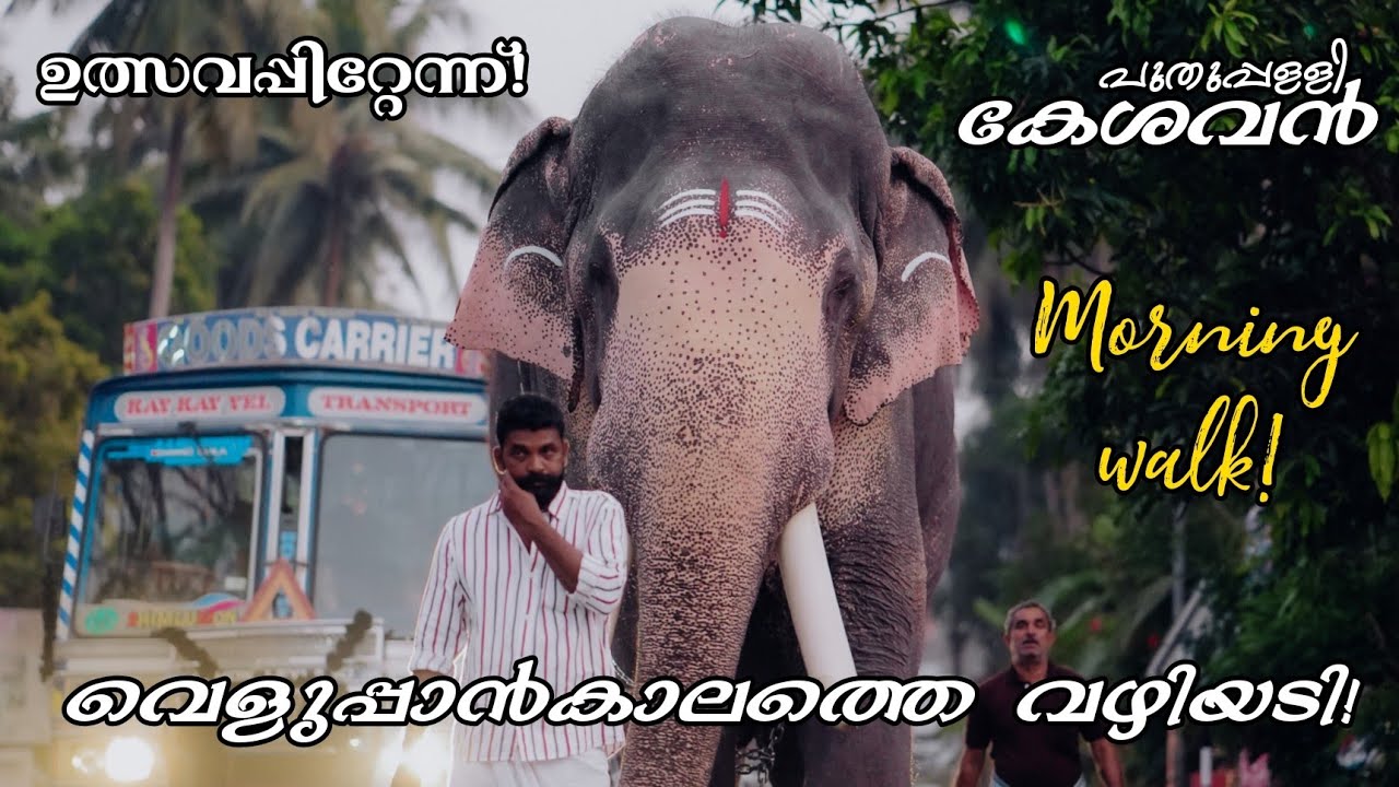 കാലത്തെ വഴിയടി... കേശവനും സാരഥിമാരും! Morning Walk | Puthuppally Kesavan | MK Channel