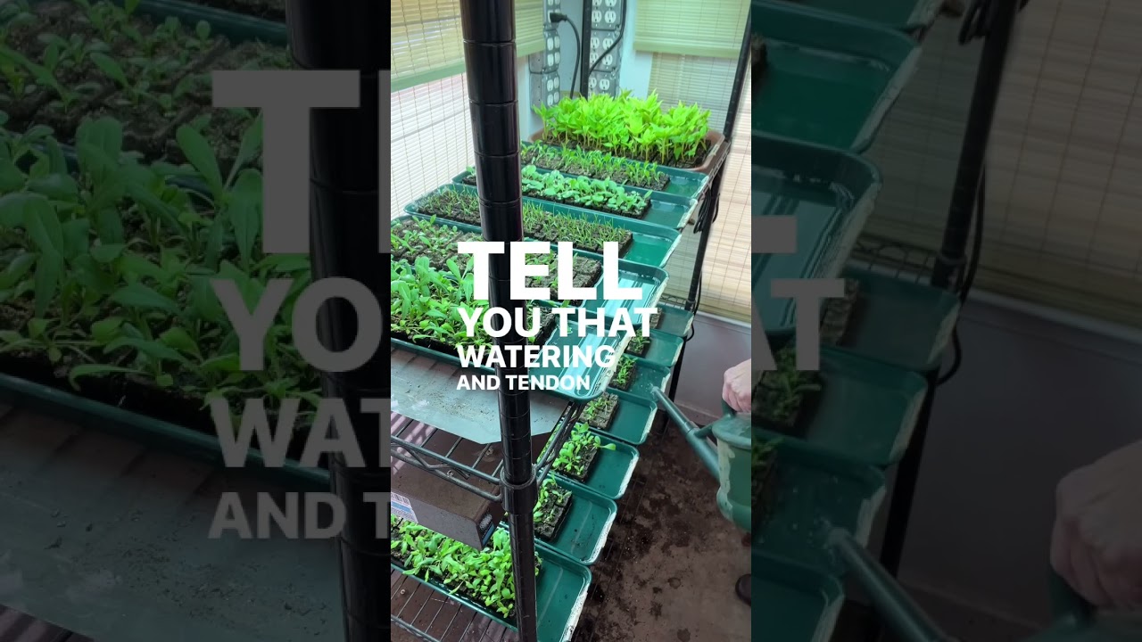 Seed starting at its simplest, soil blocking