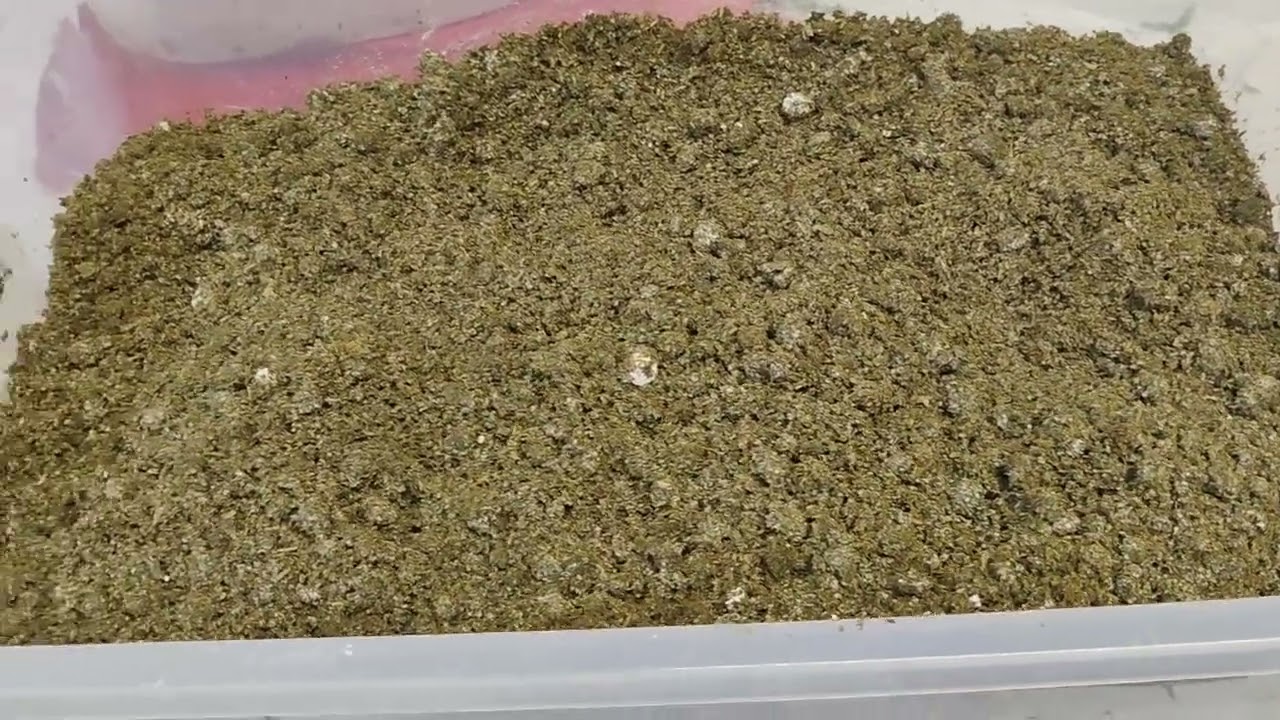 Making the food mix for leopard Tortoise 