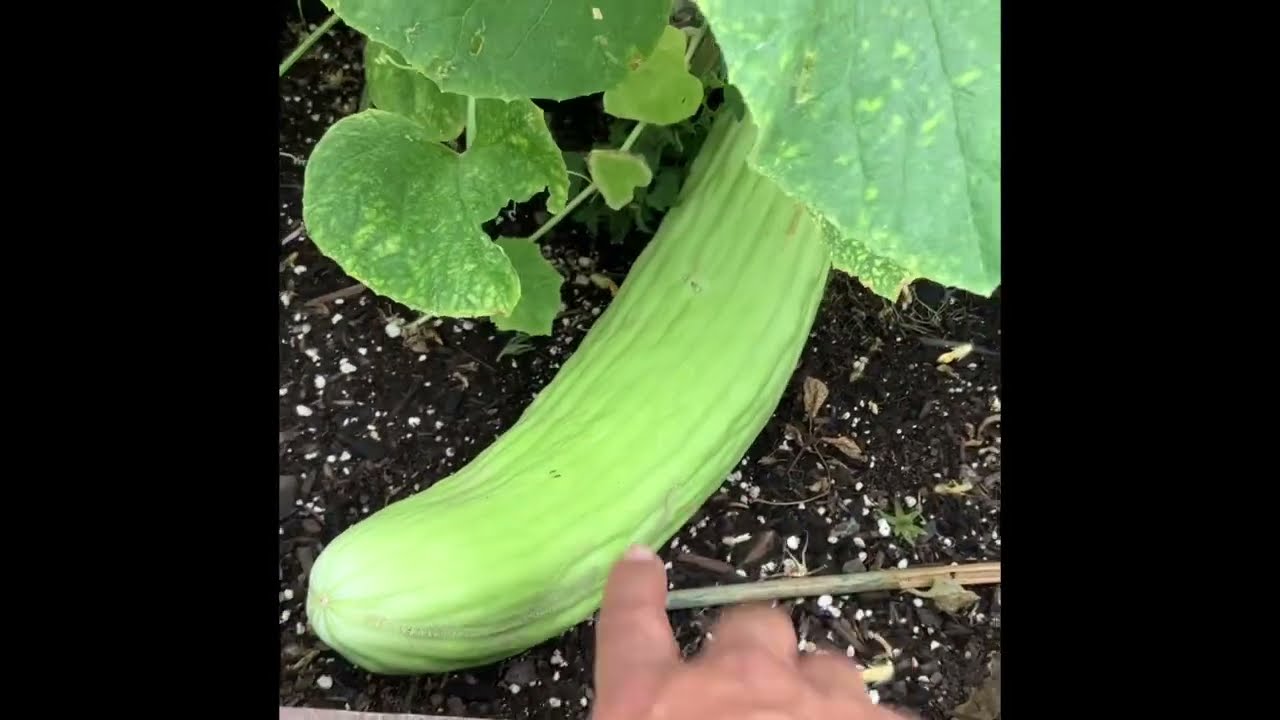 Indoor & Outdoor Cannabis Garden Update 2023