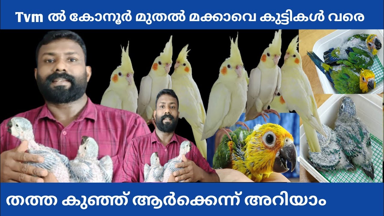 Macaw chiks || Janday Conur Chiks||Blue cheeked Conur Chiks || Cockatiel pr||Blue Gold Macawe Chiks