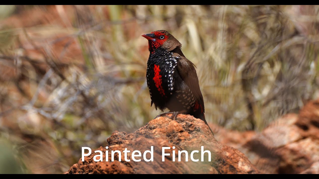 Bird Life Outback Central Australia