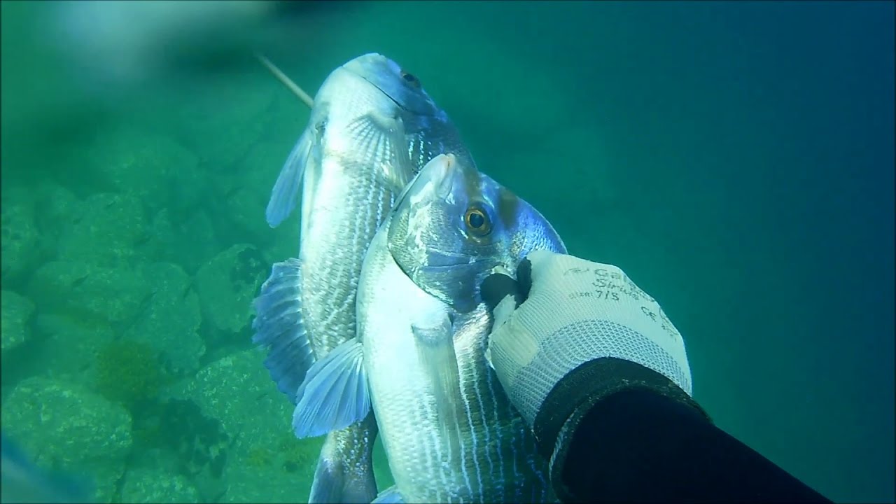 Σκαθάρια διπλοβολή (1,3~1,4kg) - Doubleshot on black seabream