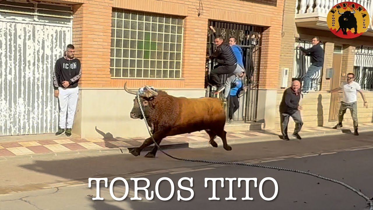 Toro en cuerda de Gestalgar, 15-2-25