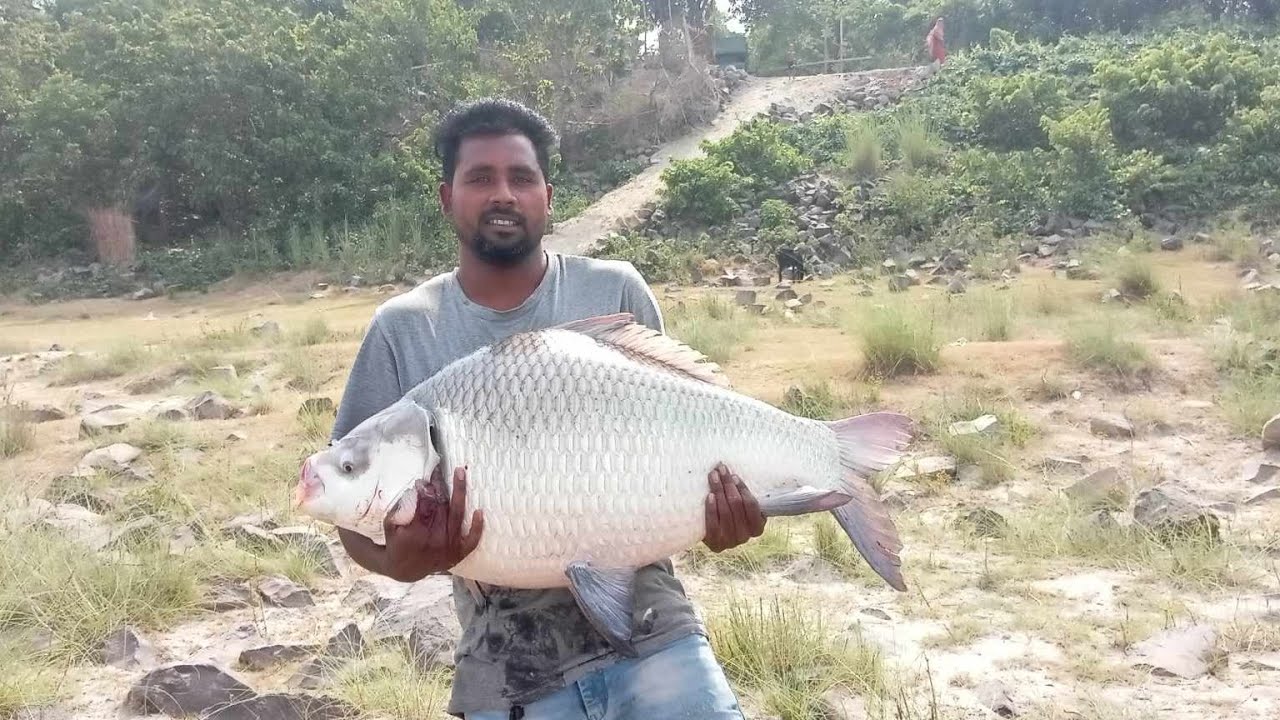 পদ্মা নদী থেকে ৩০ কেজি কাতল মাছ শিকার। 