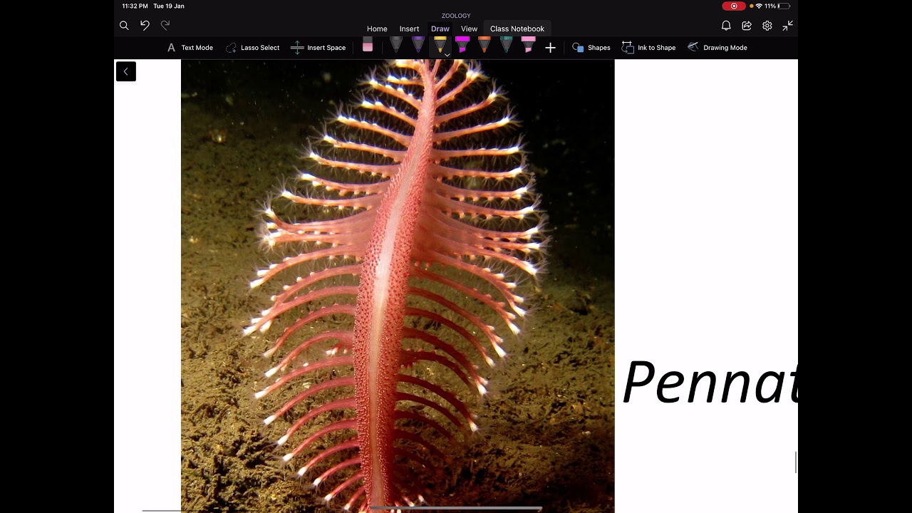 XI. Classification of phylum Coelenterata