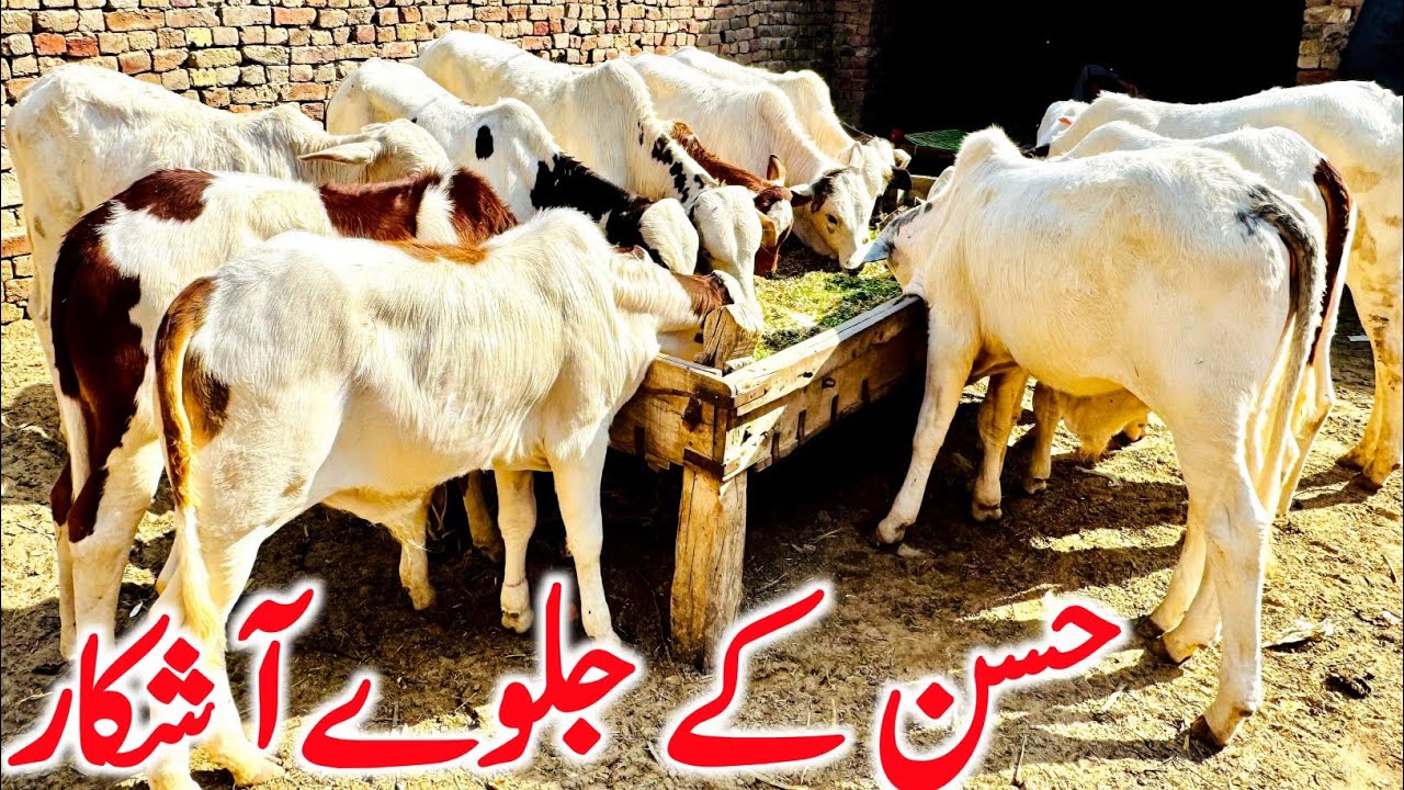 Zero Size Pure Cholistani Ablk Pink Nose Bachre Near Luddan Cow Mandi  || Global Village Farming 