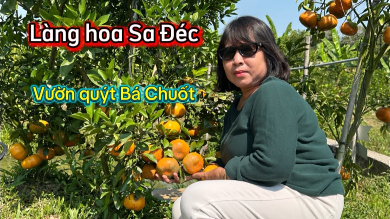 Vườn quýt hồng Bá Chuốt, bất ngờ giàn bầu, mướp trỉu quả, ở Lai Vùng - Đồng Tháp .