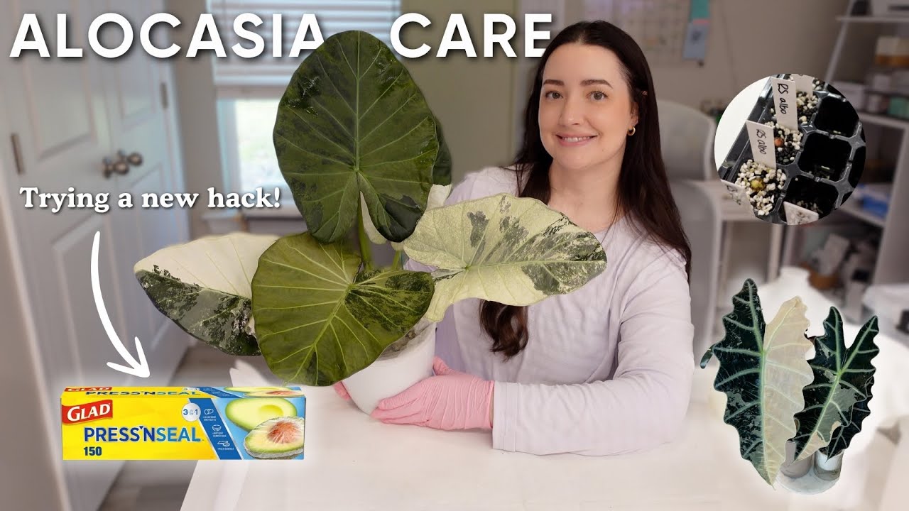 Alocasia Care | Trying a New Hack, Repotting, New Leaves, and Corm Digging 🪏🌱