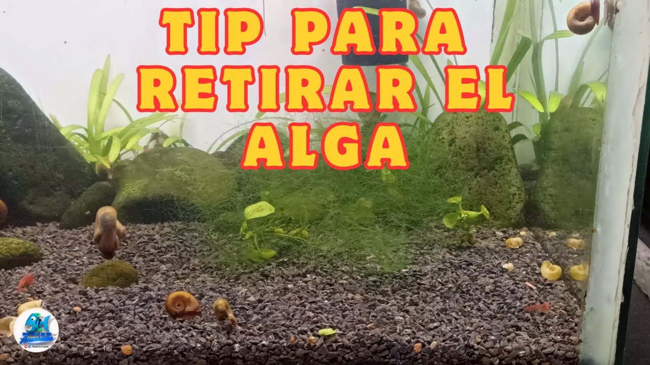 Tip para retirar el alga filamentosa del Acuario