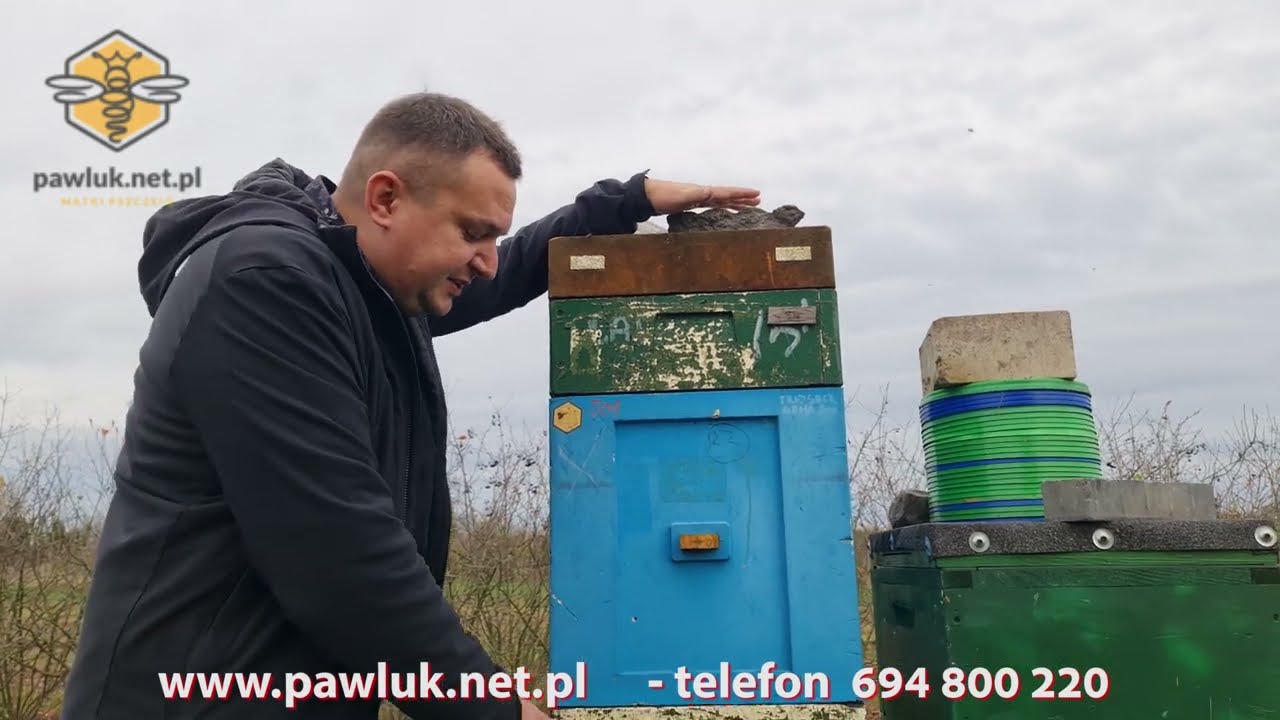 Jakie matki pszczele na 2024 rok ? Co wybrać ? Matki pszczele - pawluk.net.pl