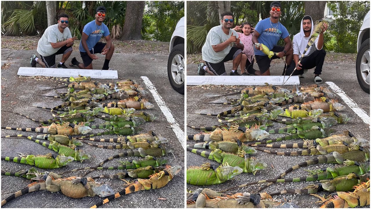 Breeding Trespassing Iguanas Are Fighting Golf Course for Territory! Iguana Removal Job!