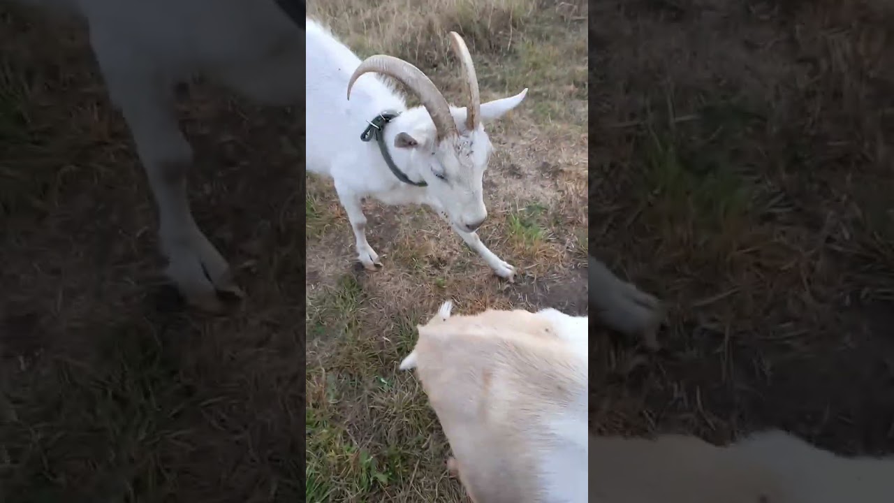 Вечер.Опять подрались две козы!