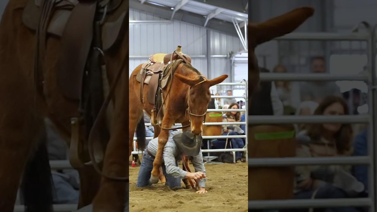 Man falls off mule, then crawls through its legs 🤯 #horse #farmanimals #mule #equestrian #horses