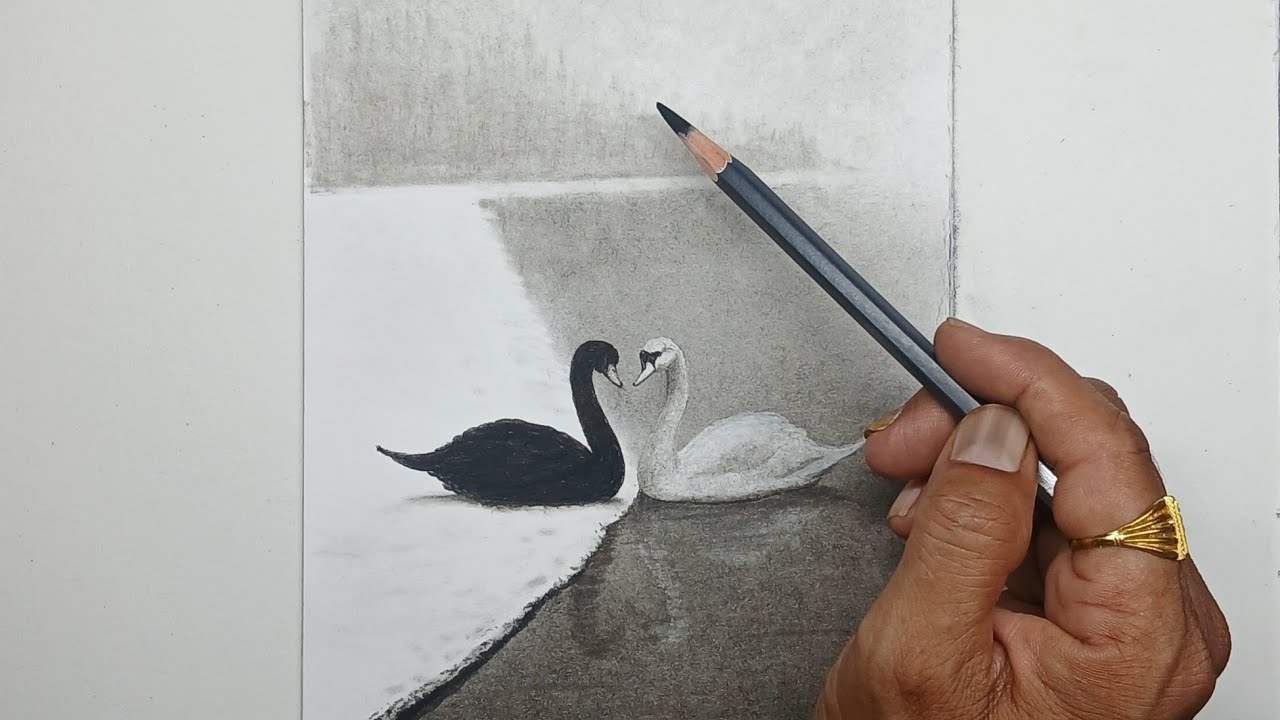 How to draw black and white swan landscape by pencil .