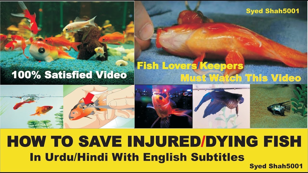 How to save Injured or Dying fish complete info & guide Urdu/Hindi with English Sub