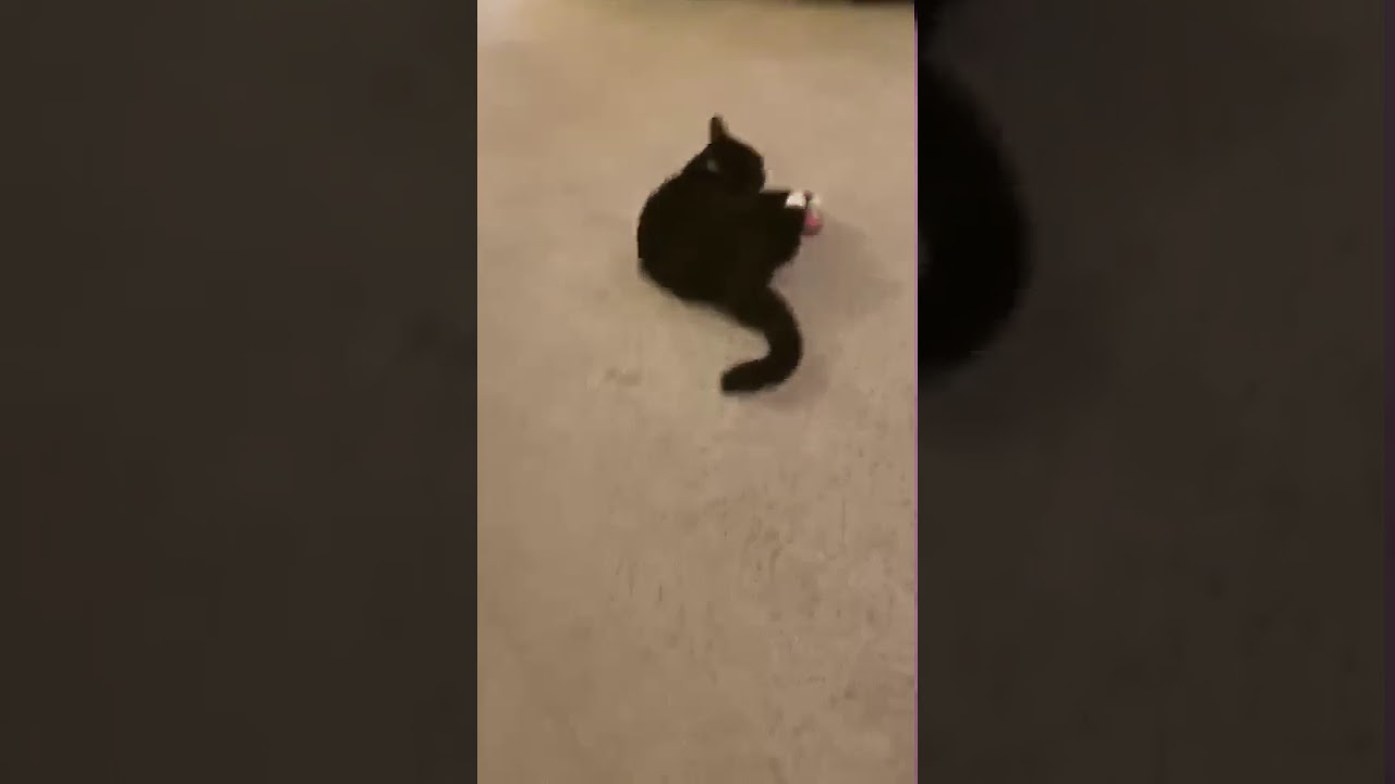 My cats being high in catnip for 3 minutes straight
