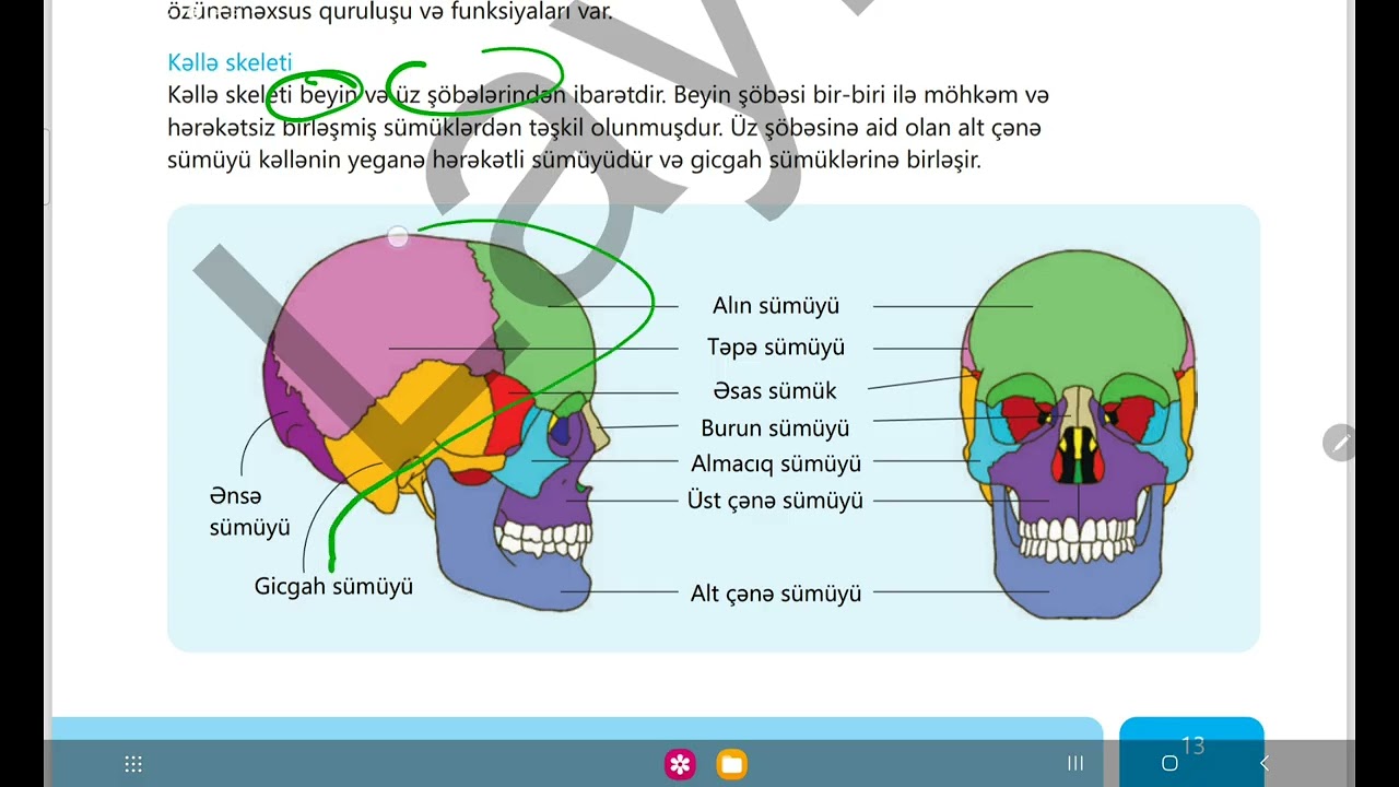 Dayaq hərəkət aparatı 1 ci hissə