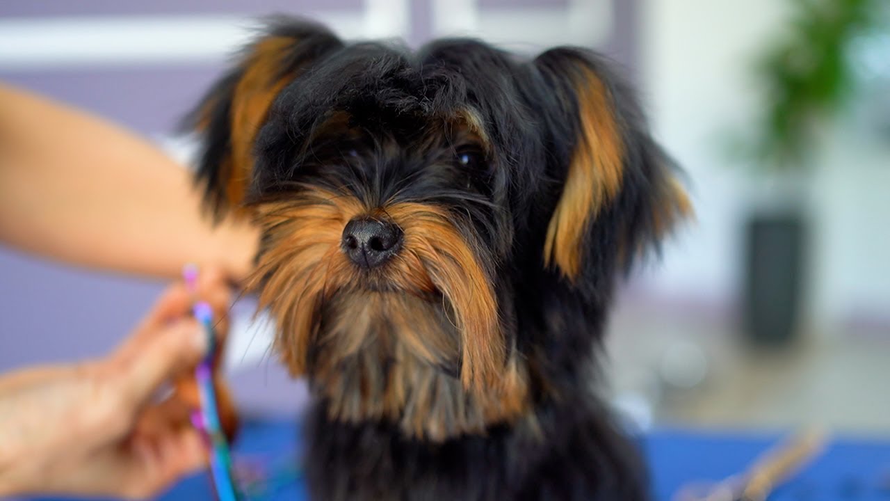 4-МЕСЯЧНЫЙ ЙОРКШИРСКИЙ ЩЕНОК, ПЕРВЫЙ УХОД ✂️❤️🐶 Такой милый!!