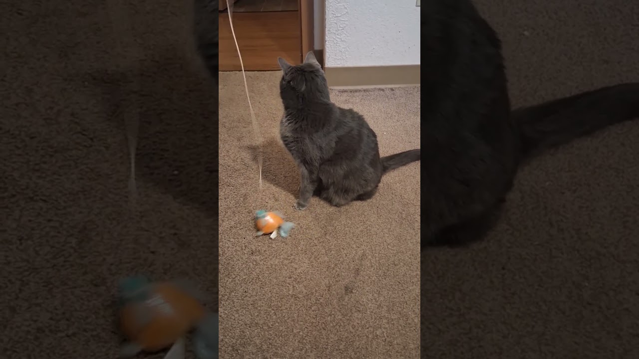 Scarlett the Domestic Blue enjoying her toy fish