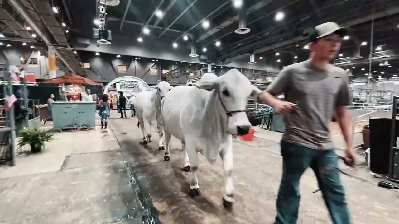 Livestock Show Exhibit Hall Walk Through - Houston Livestock Show & Rodeo 2022