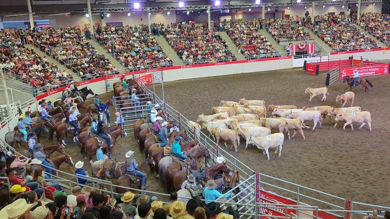 Team Penning - Calgary Stampede 2024