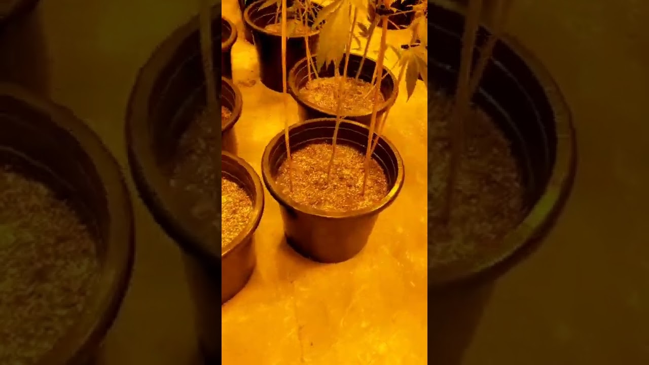 My Longest Grow Video yet!! - Stelow Cannabis