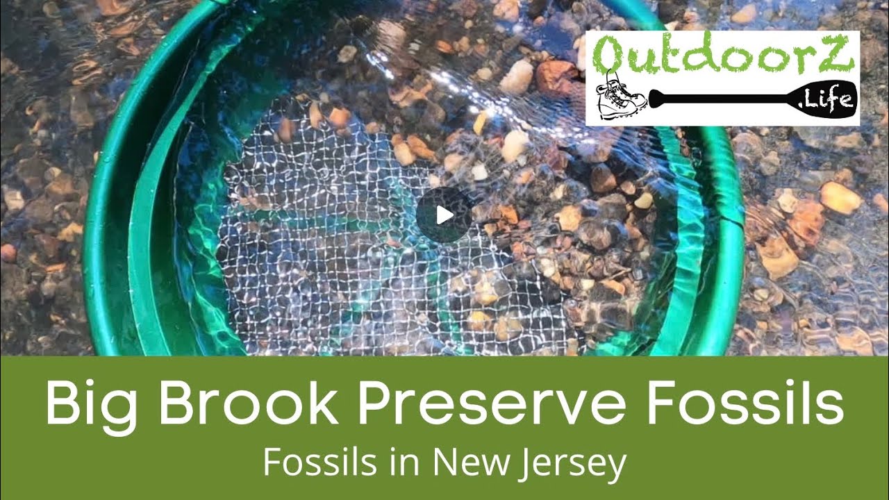 Big Brook Preserve Fossils - New Jersey