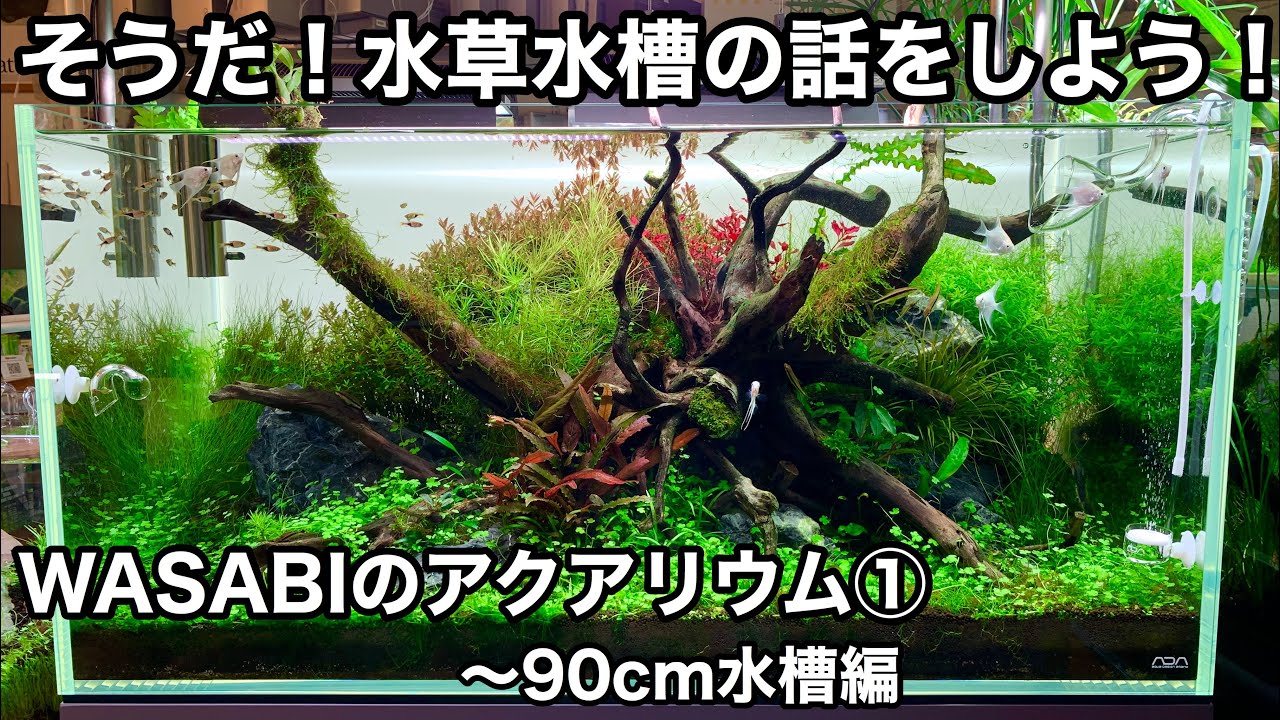 Аквариум WASABI ① 90 см. «Давайте поговорим о растительном аквариуме!» ADA Nature Aquarium для на...