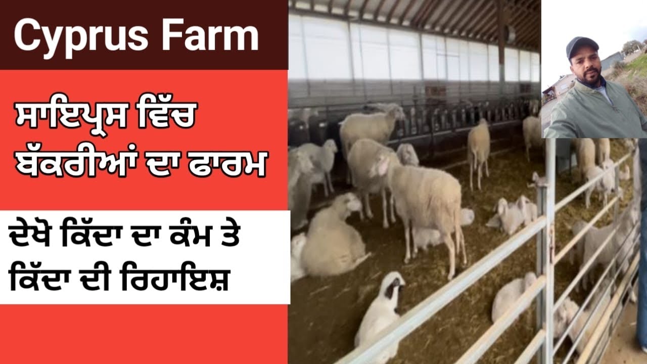 Cyprus farm work, Cyprus vich farm te kam , Cyprus farm 